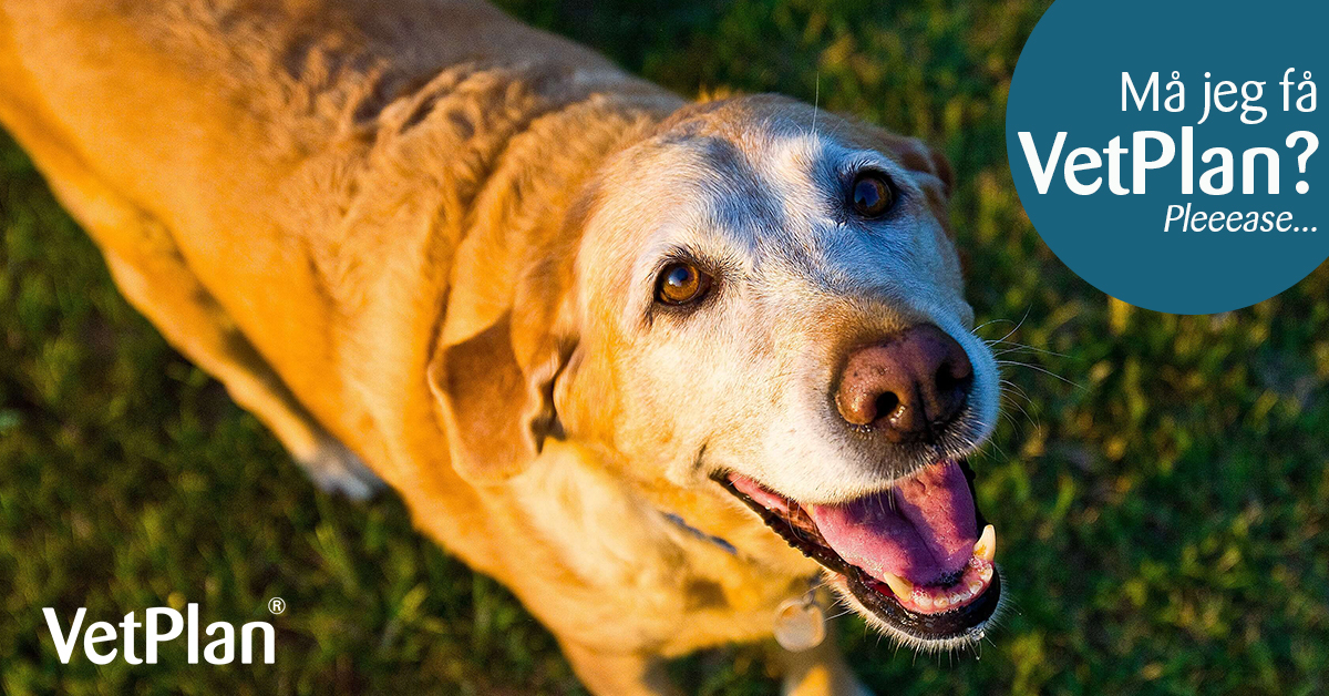 Giv din hund eller kat en VetPlan